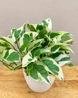  Money Plant online