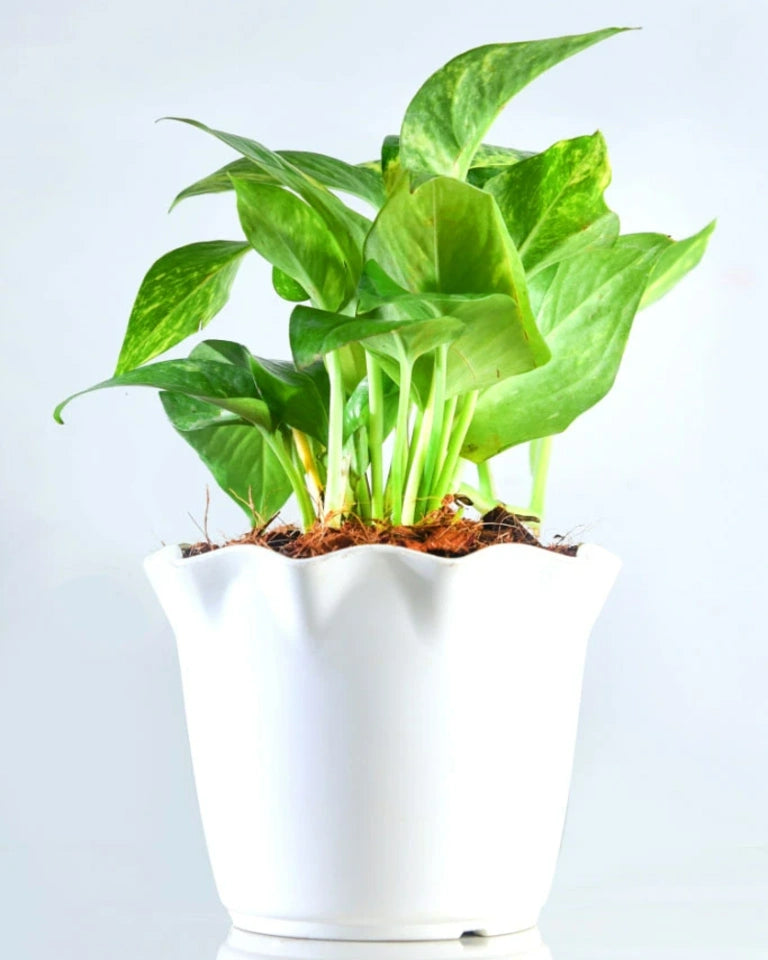  Money Plant online