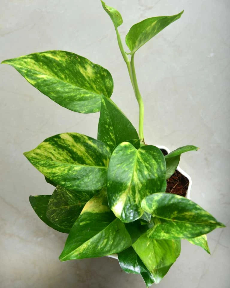  Money Plant online