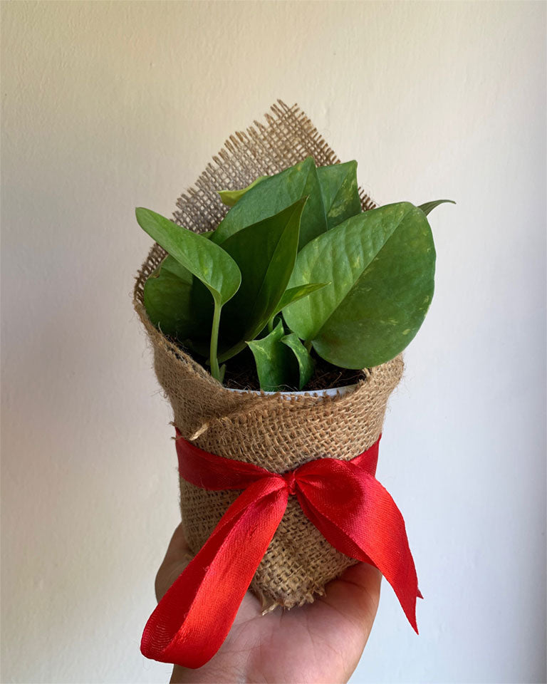 Money Plant With Jute Gift Wrapping