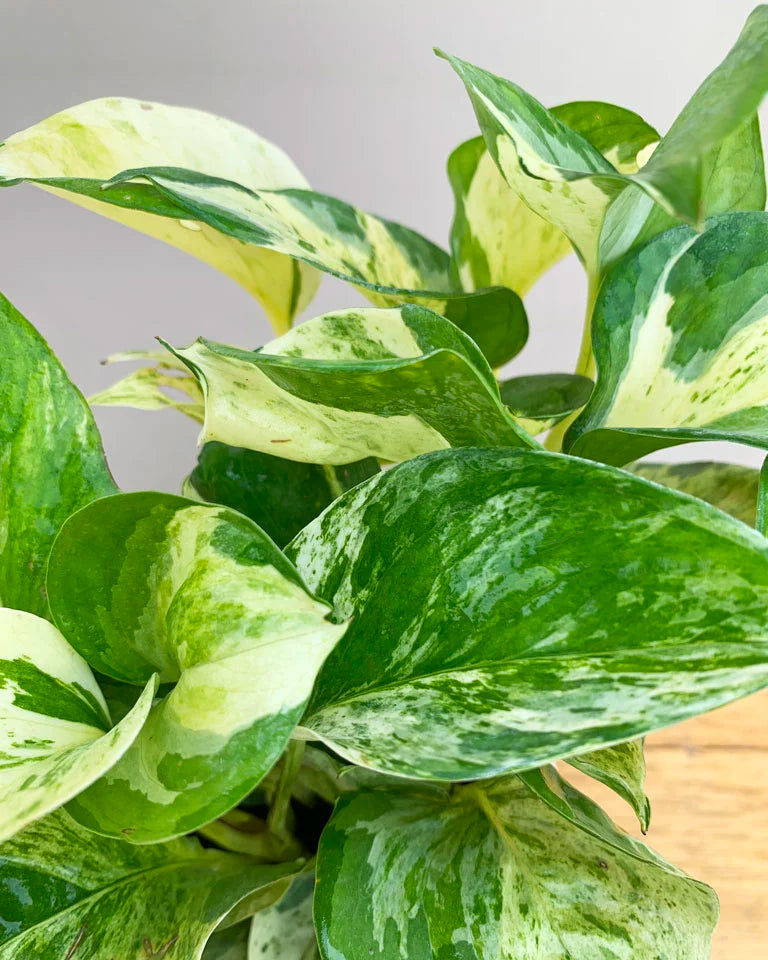 Money Plant Marble Queen