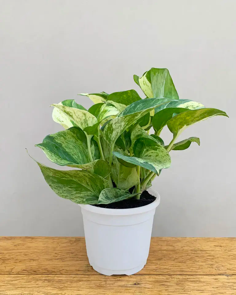 Money plant marble queen care