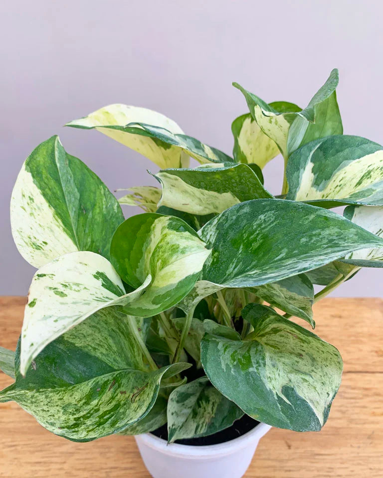 money-plant-marble-queen-price