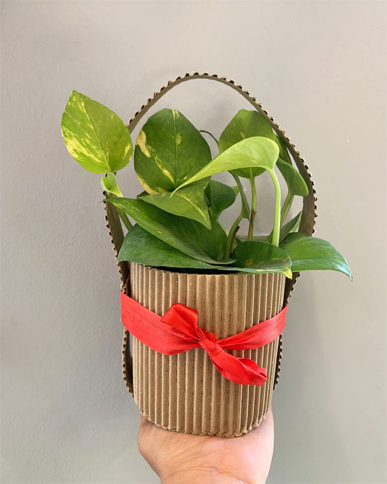 money plant gift ideas Money Plant With Gift Bag- Unlimited Greens – unlimitedgreens
