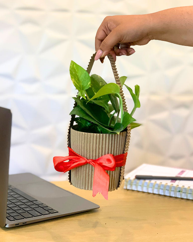Money Plant With Gift Bag