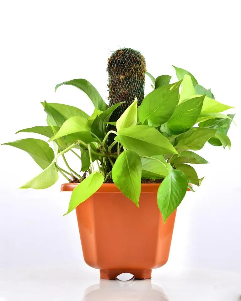 Money Plant Variegated with Moss Stick, Scindapsus