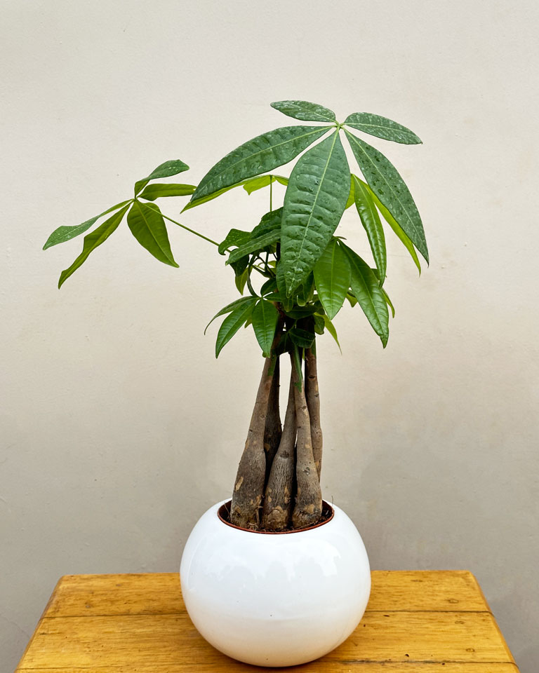 Money Tree (Pachira) Plant