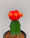 Moon cactus online , Succulents online India Unlimited Greens