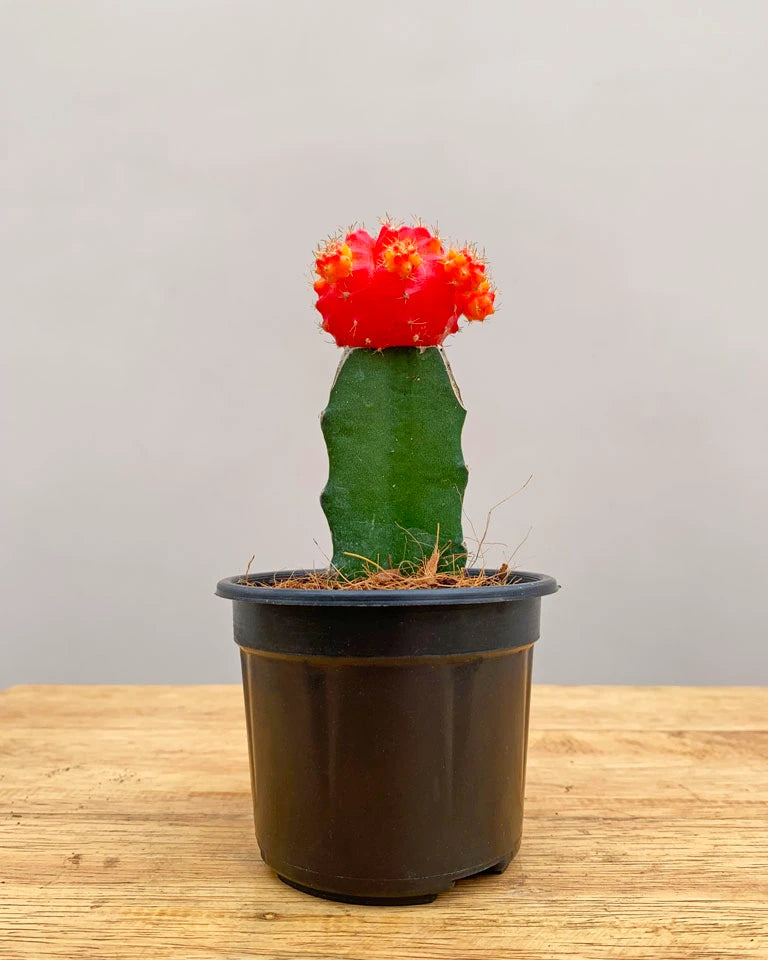 Buy Moon Cactus online , Cactus plant online India Unlimited Greens