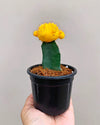 Moon cactus plant online Unlimited Greens