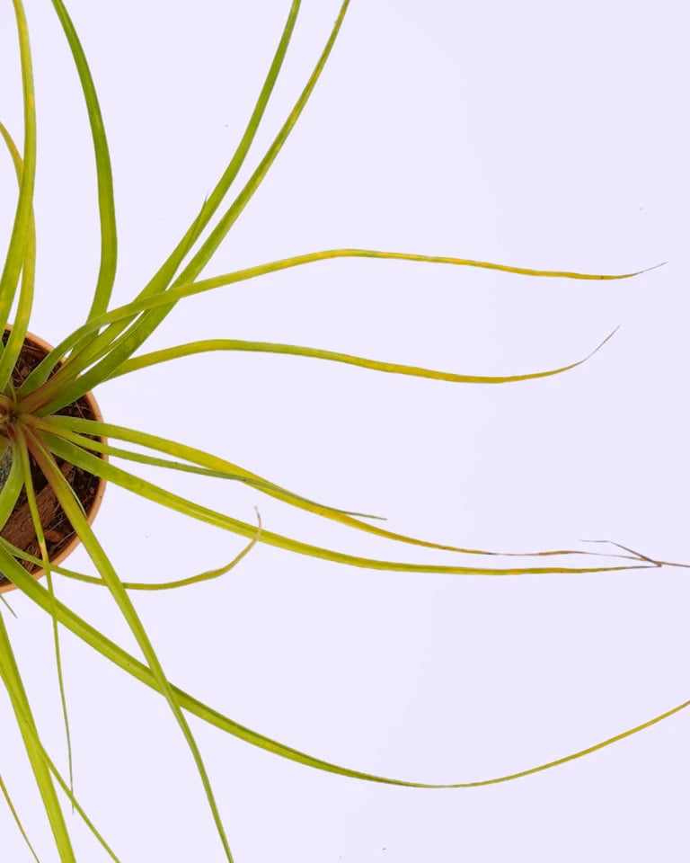 nolina plant price, Unlimited Greens