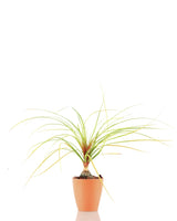 Nolina Multibranch Plant online India - Unlimited Greens