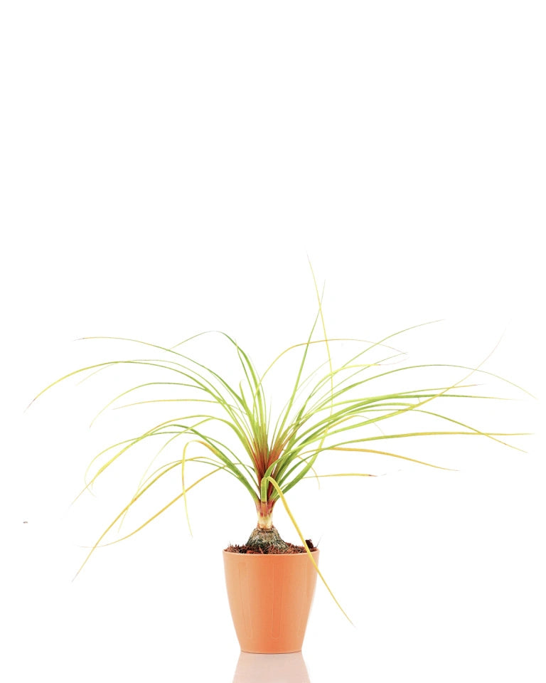 Nolina Multibranch Plant online India - Unlimited Greens