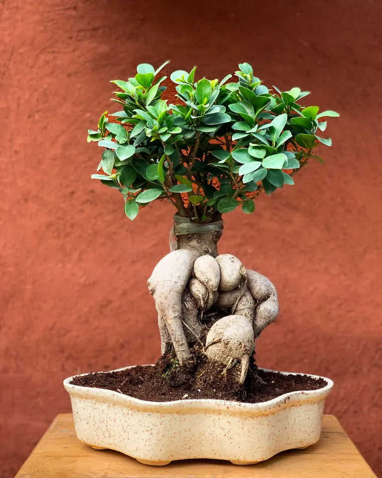 bonsai planter online, Unlimited Greens