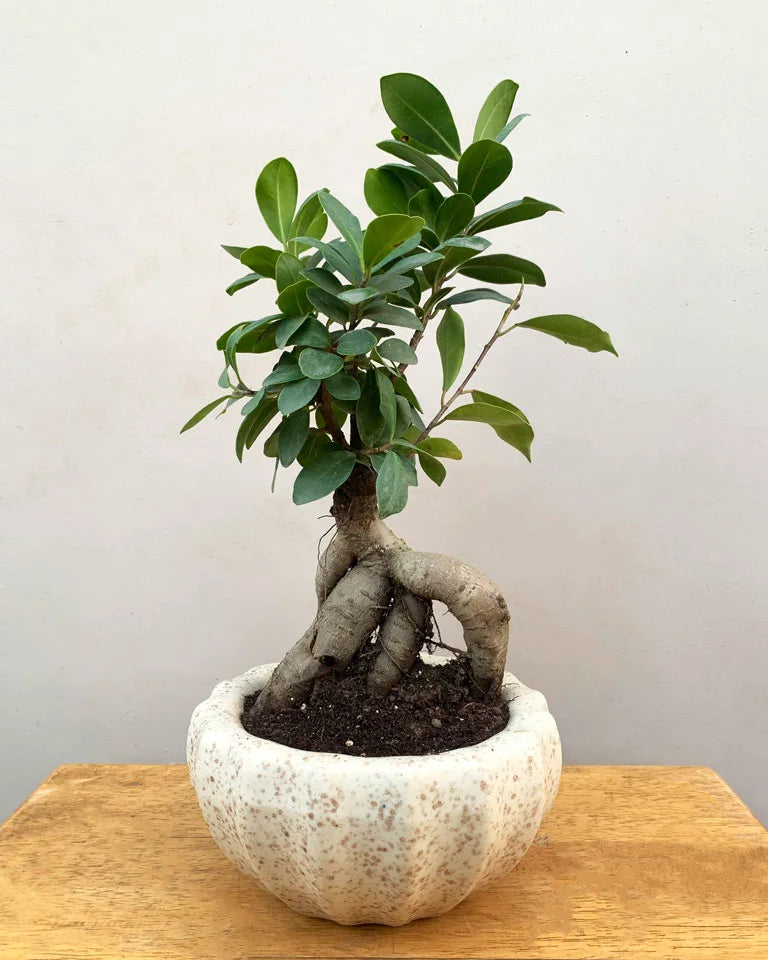 Buy Oatmeal bowl ceramic planter online, Unlimited Greens
