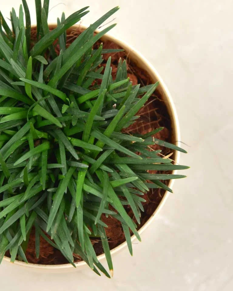 Ophiopogon Dwarf Plant