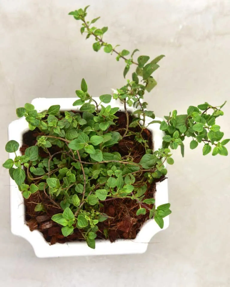 Oregano plant price, Unlimited Greens