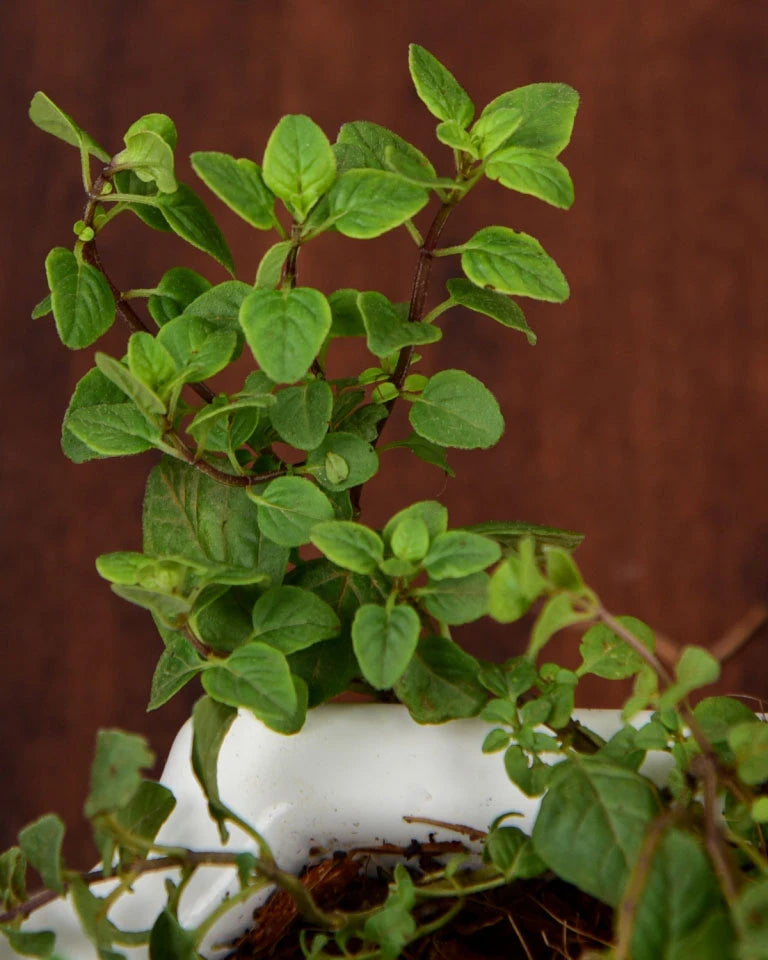Oregano plant online, Unlimited Greens