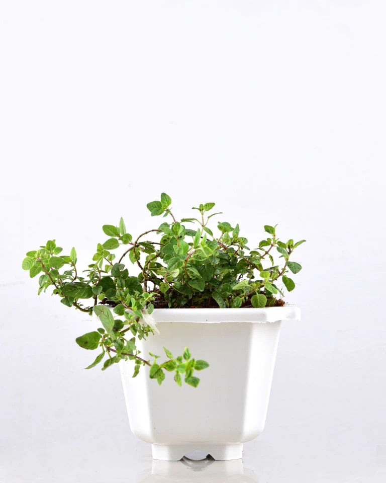 Oregano Plant Online, Kitchen garden herbs - Unlimited Greens
