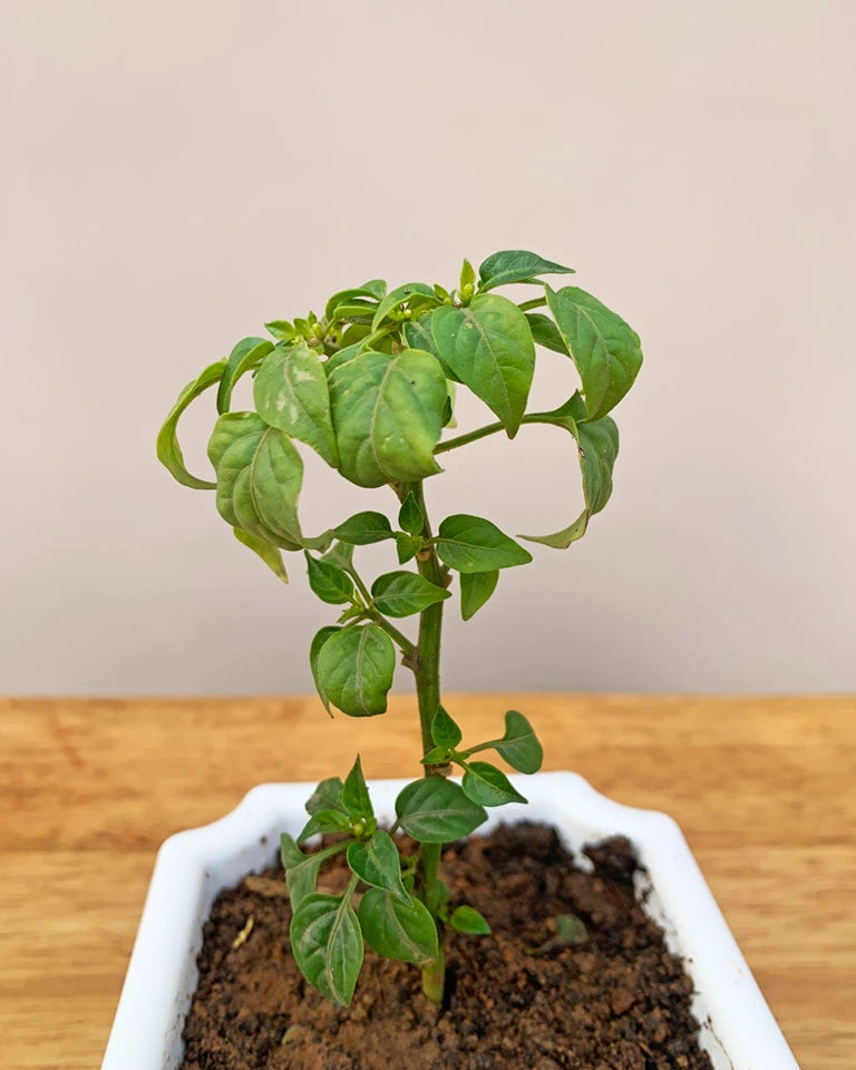 Ornamental Chili Plant
