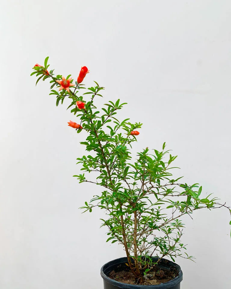 Ornamental Pomegranate plant