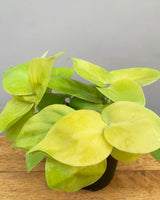 Oxycardium Golden Online, Unlimited Greens