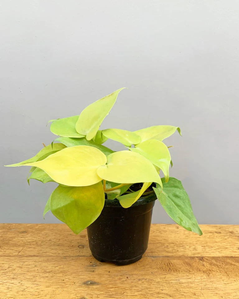 oxycardium Buy Online, Unlimited Greens