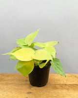 oxycardium Buy Online, Unlimited Greens