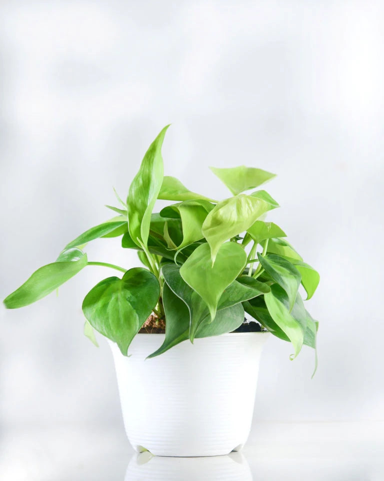 Buy Philodendron Scandens Oxycardium - Unlimited Greens