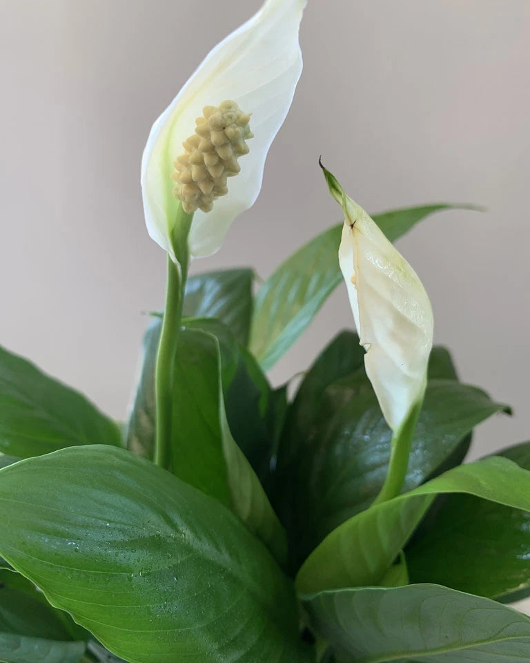 Peace lily air purifying plant, Unlimited Greens