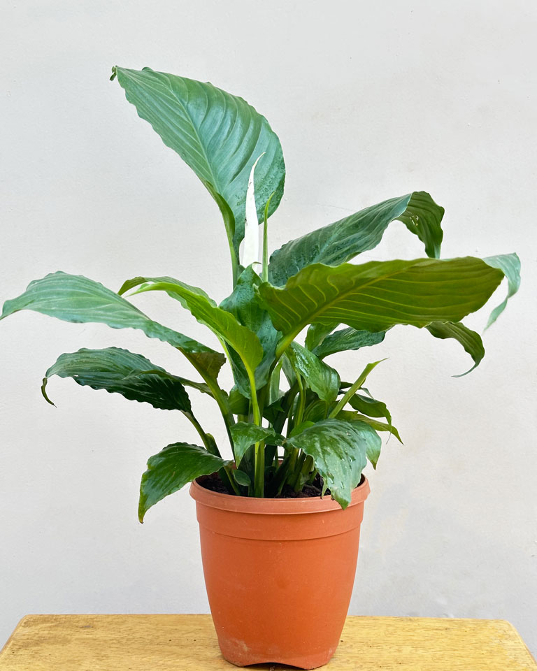 Peace lily Plant Broad Leaf