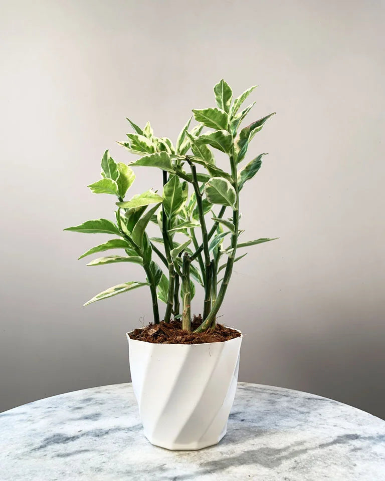 Pedilanthus Variegated Plant