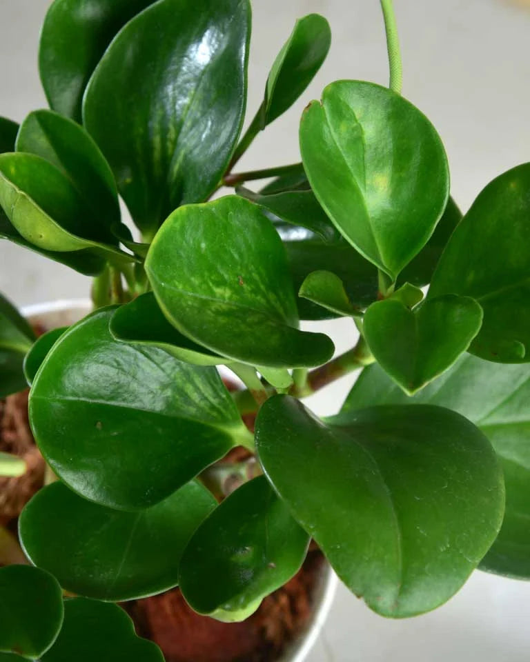 Peperomia plants India, Unlimited Greens