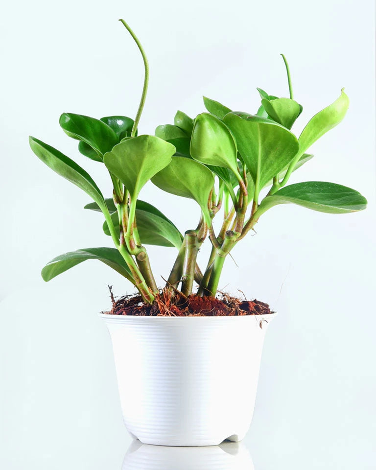 Peperomia Green Plant, Indoor plants online - Unlimited Greens