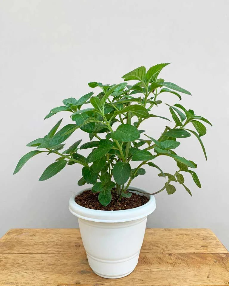 Peppermint Plant Online, Kitchen garden herbs online - Unlimited Greens