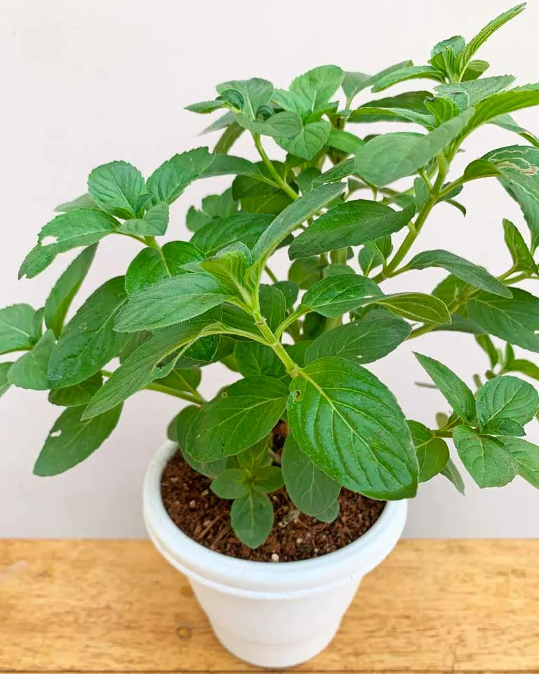 Peppermint Herbal Plant