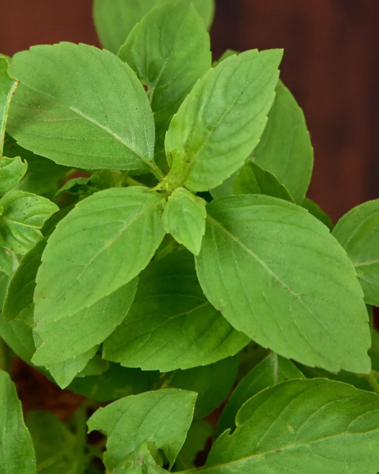 Peppermint Herbal Plant