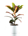 Buy Petra Croton plant online India - Unlimited Greens