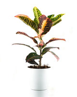 Buy Petra Croton plant online India - Unlimited Greens