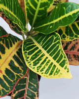 Petra croton plant, Unlimited Greens