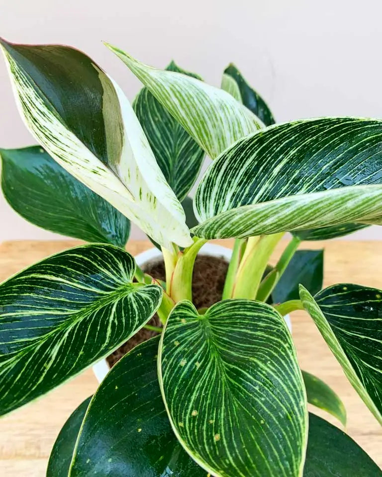 Philodendron Birkin Online Sale, Unlimited Greens