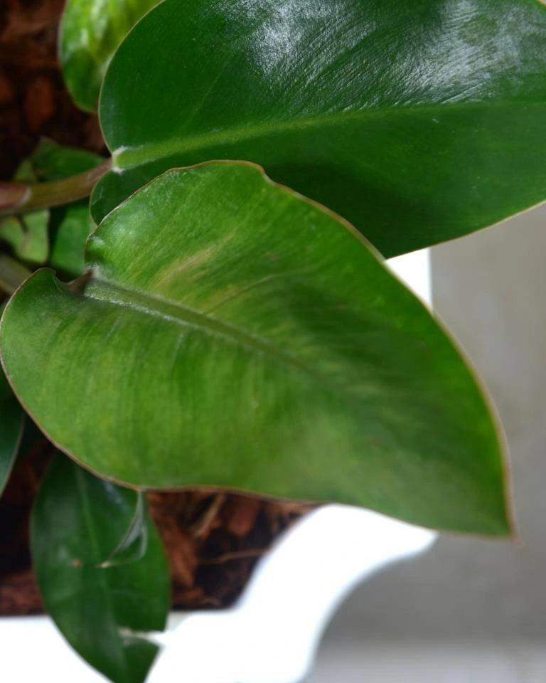 Philodendron Black