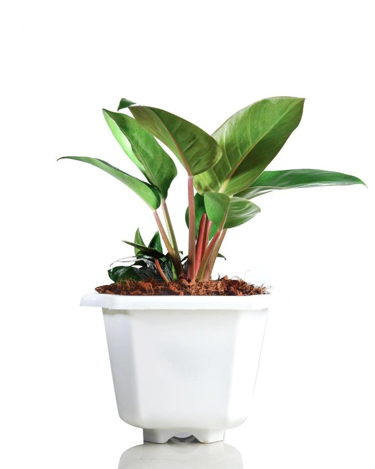 Black Philodendron Plant online in India - Unlimited Greens
