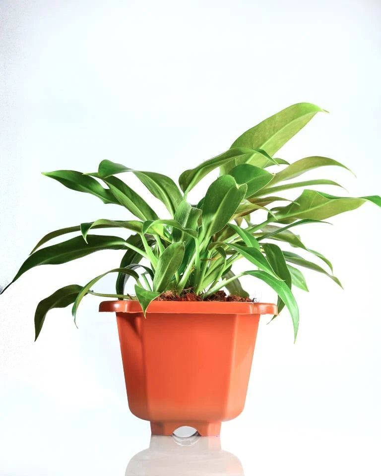 buy Philodendron