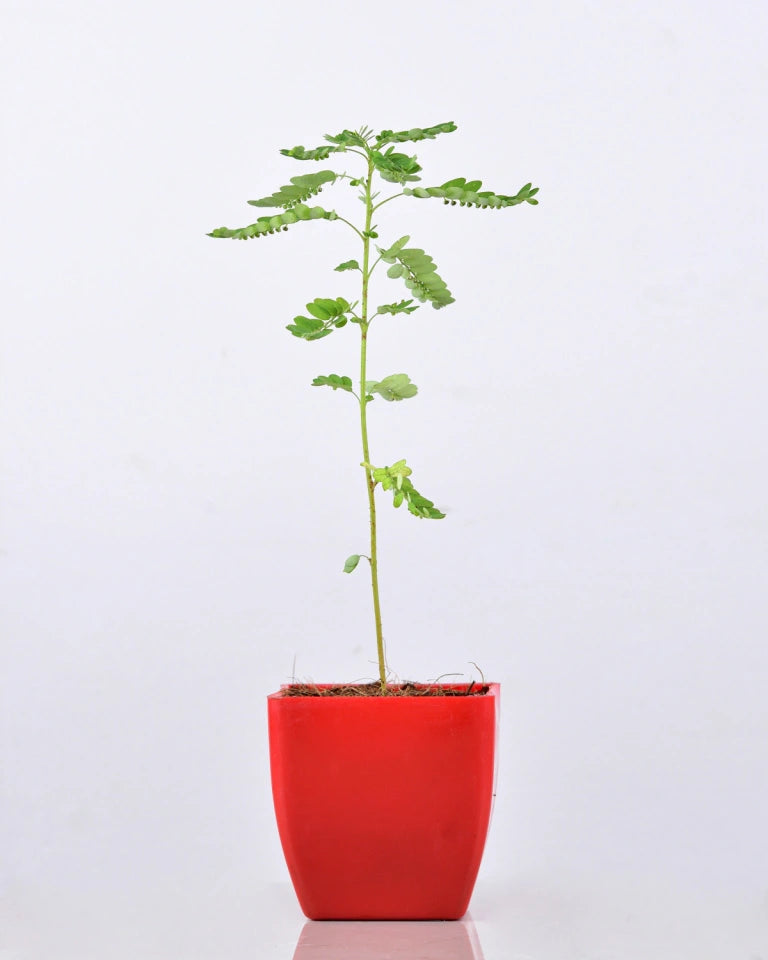 Phyllanthus Niruri Bhumyamalaki Plant Online - Unlimited Greens