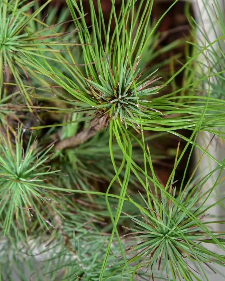 Pine bonsai for sale