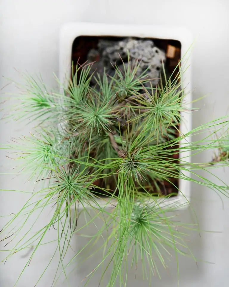 Pine bonsai plant