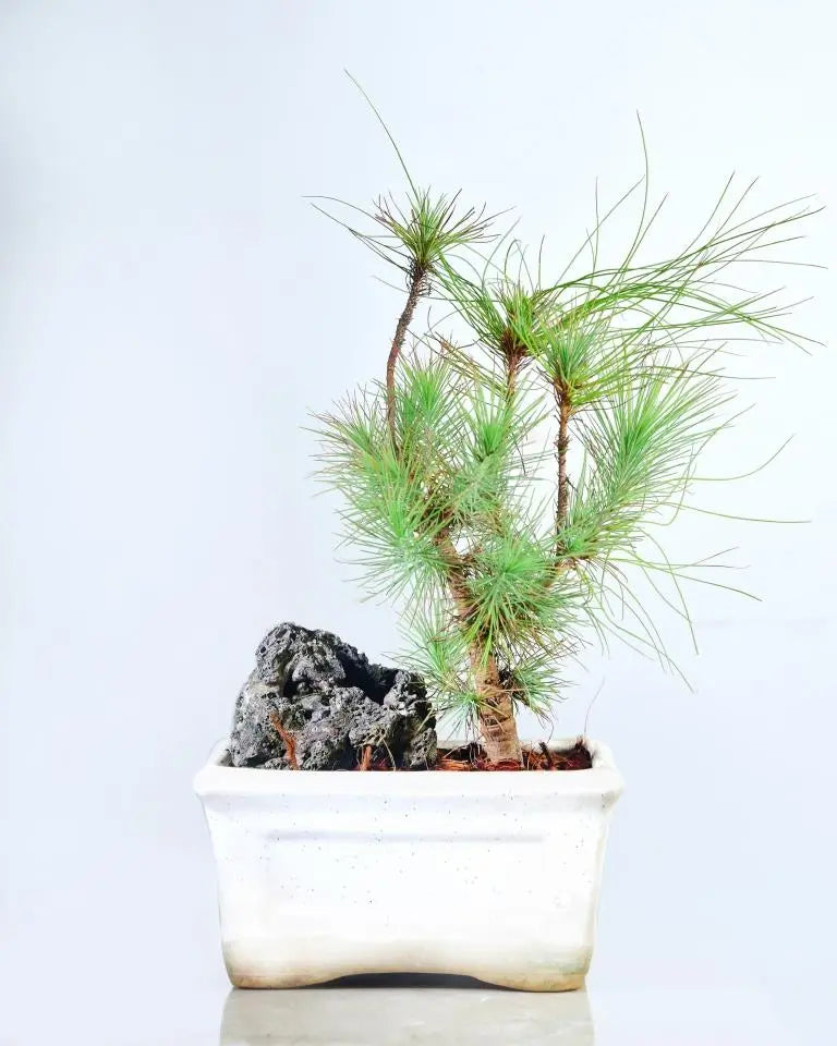 Pine Bonsai