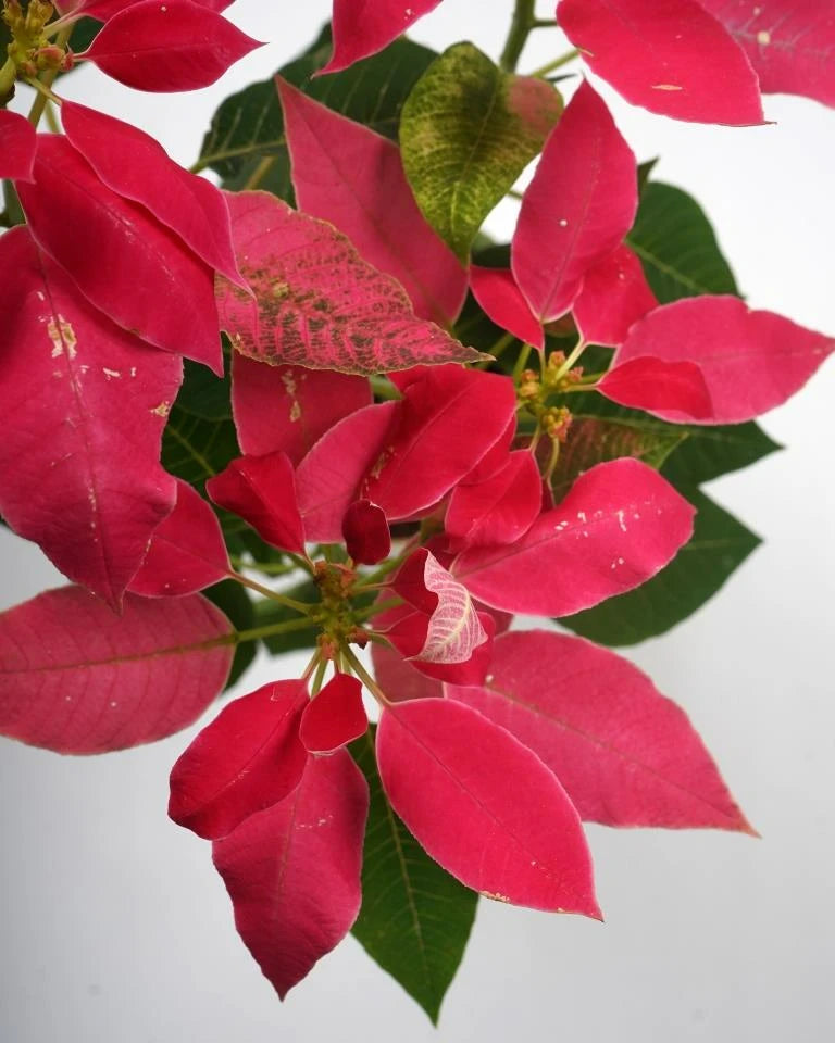 Poinsettia Pink plant from Unlimited Greens