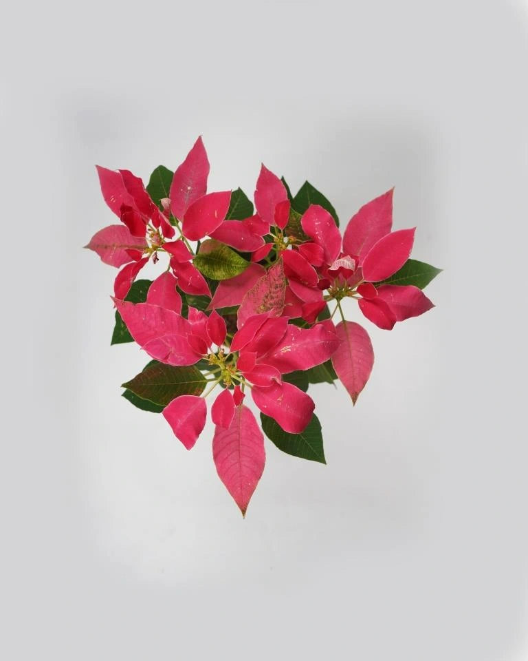 Poinsettia Pink plant online from Unlimited Greens
